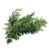 Curry Leaves 20g
